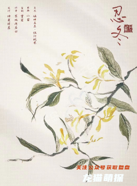 忍冬角色簡介
